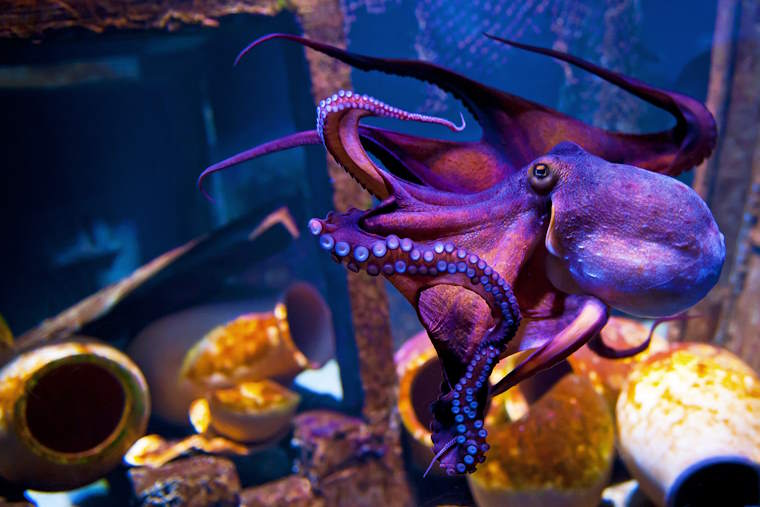 Kopenhagen Aquarium