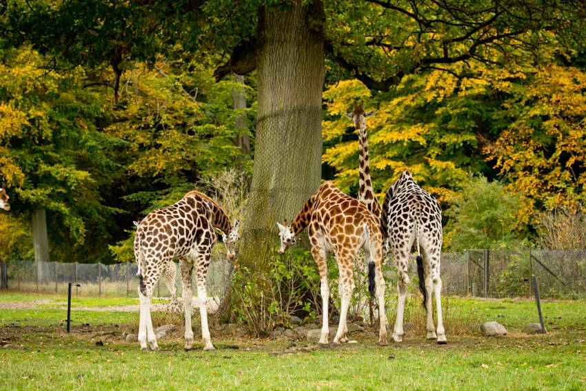Knuthenborg Safaripark