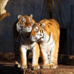 Zoo Kopenhagen