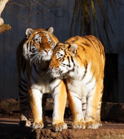 Zoo Kopenhagen