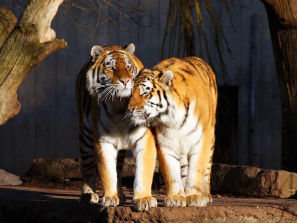 Zoo Kopenhagen