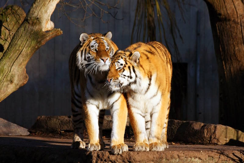 Zoo Kopenhagen