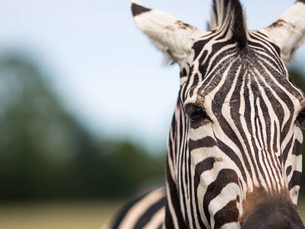 Knuthenborg Safaripark