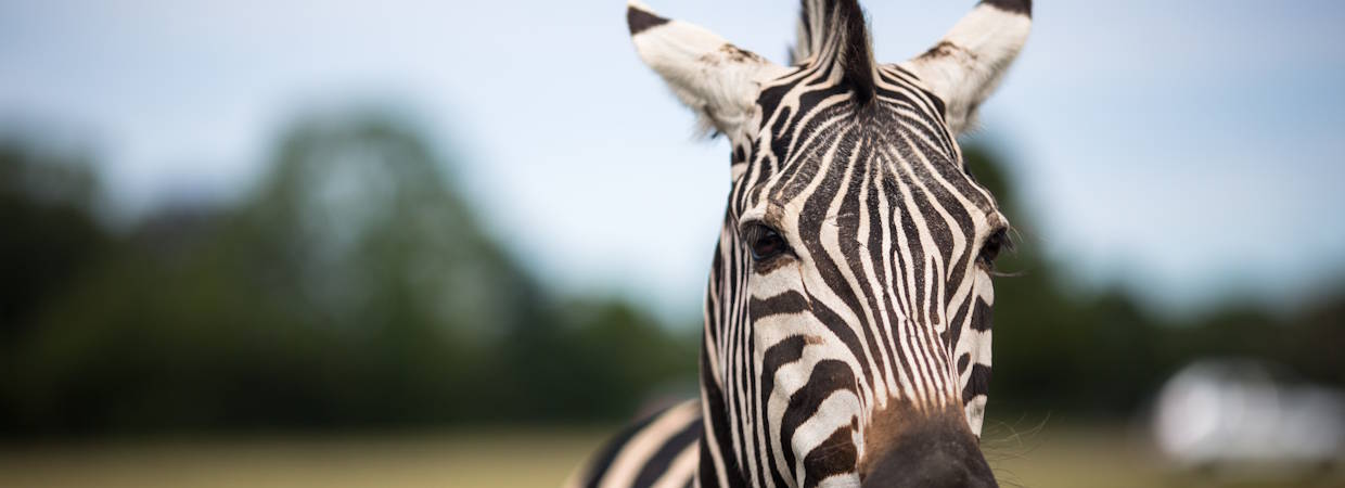 Knuthenborg Safaripark